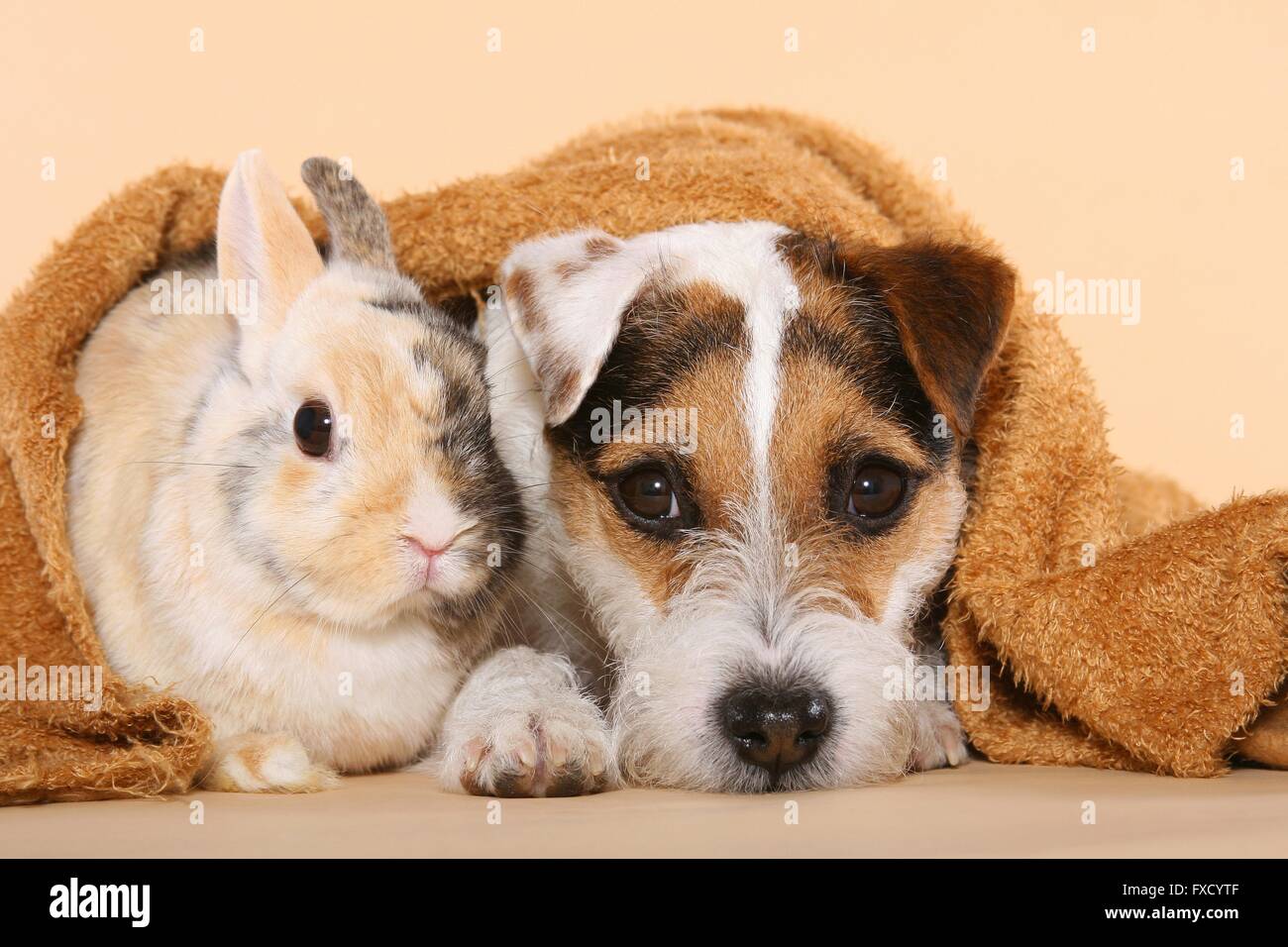 Parson Russell Terrier and dwarf rabbit Stock Photo - Alamy