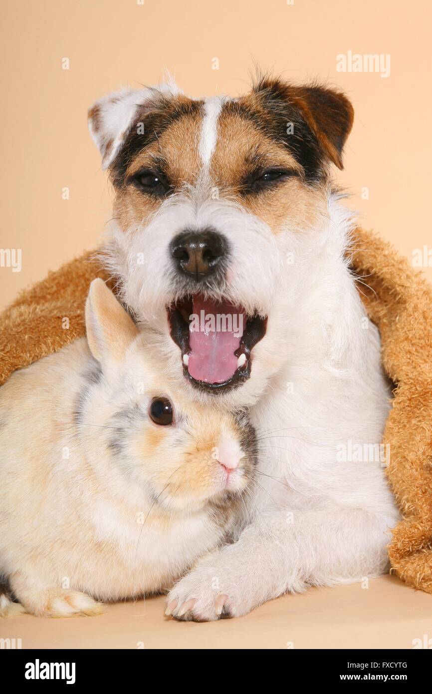 Parson Russell Terrier and dwarf rabbit Stock Photo - Alamy