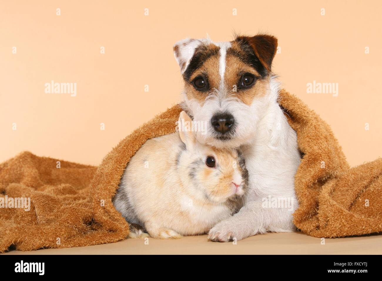 Parson Russell Terrier and dwarf rabbit Stock Photo - Alamy