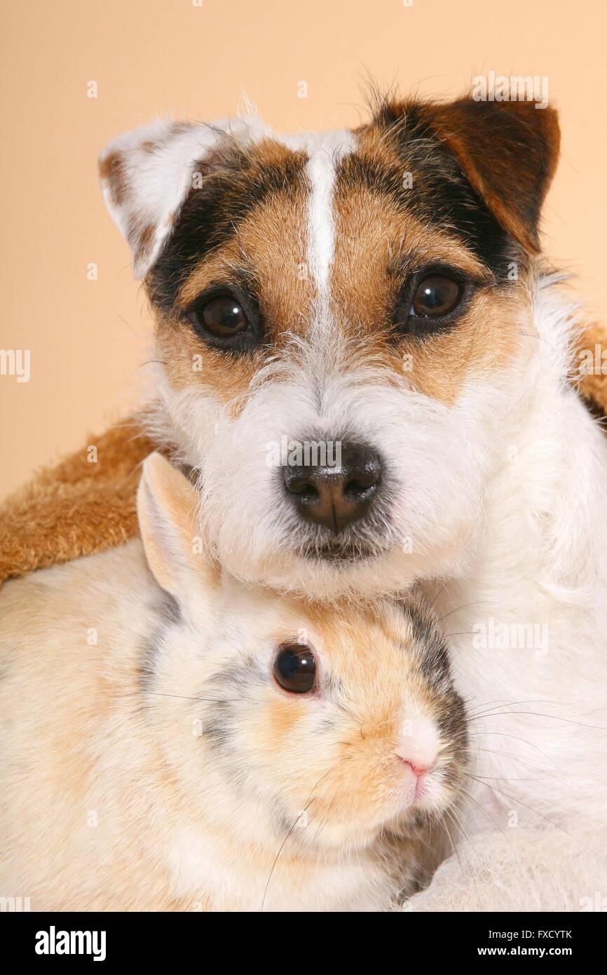 Parson Russell Terrier and dwarf rabbit Stock Photo - Alamy
