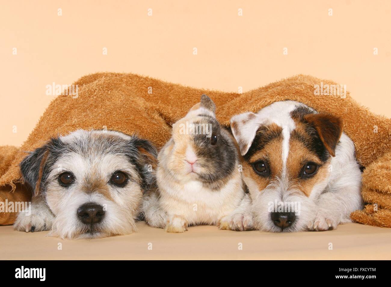Parson Russell Terrier and dwarf rabbit Stock Photo - Alamy