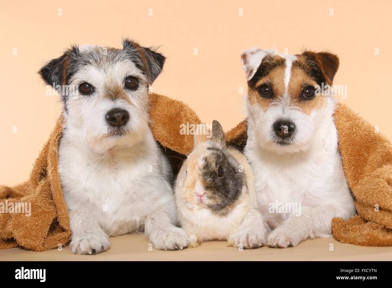 Parson Russell Terrier and dwarf rabbit Stock Photo - Alamy