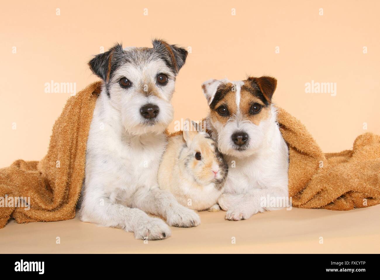 Parson Russell Terrier and dwarf rabbit Stock Photo - Alamy