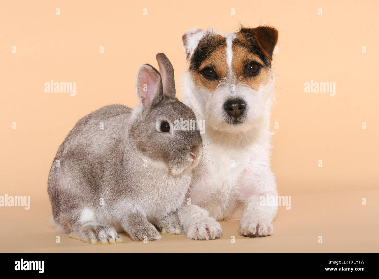 Parson Russell Terrier and dwarf rabbit Stock Photo - Alamy