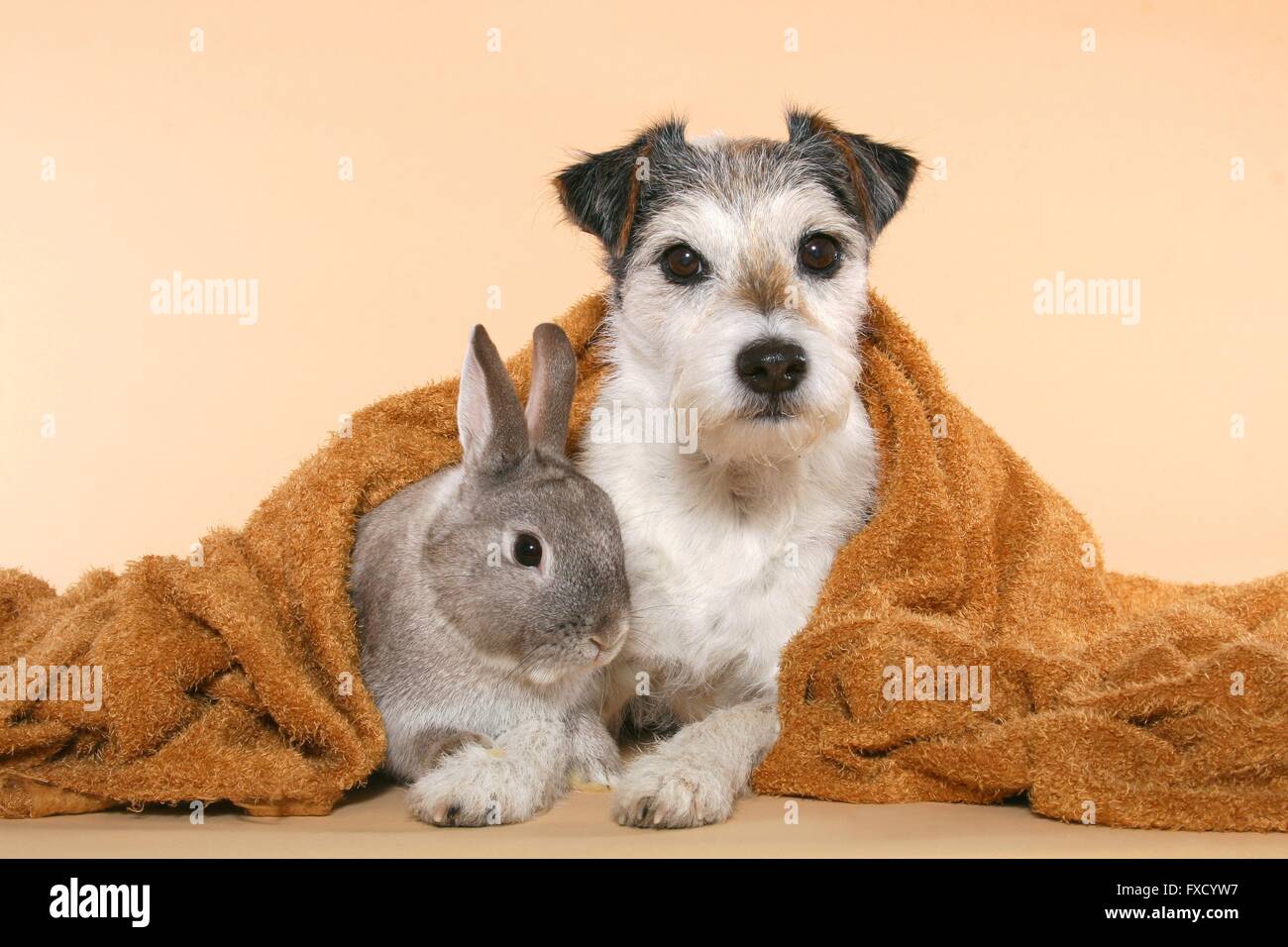 Parson Russell Terrier and dwarf rabbit Stock Photo - Alamy