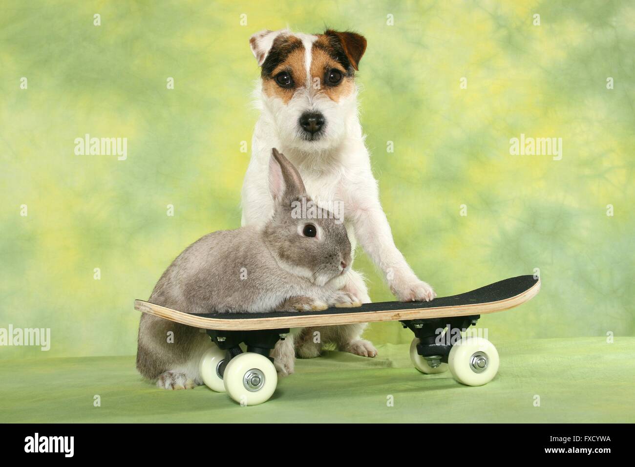 Parson Russell Terrier and rabbit Stock Photo - Alamy