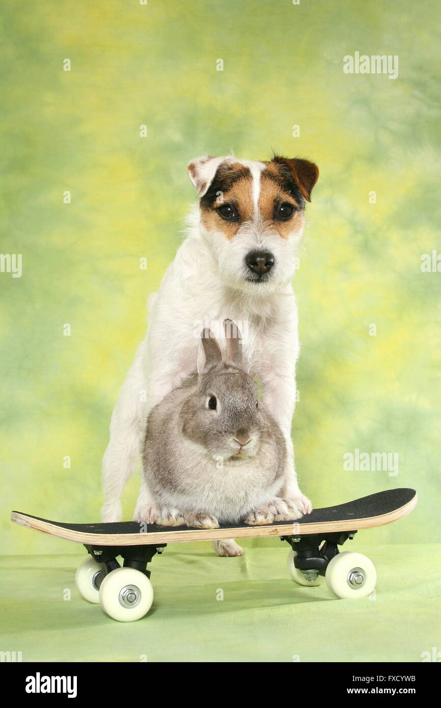 Parson Russell Terrier and rabbit Stock Photo - Alamy