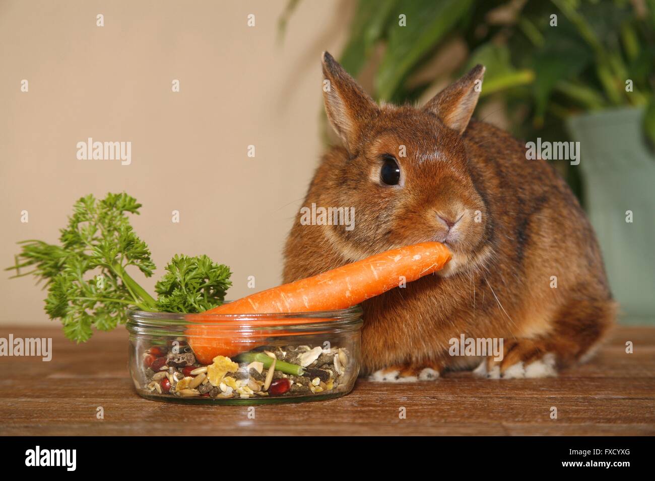 Rabbits eating plants hires stock photography and images Alamy
