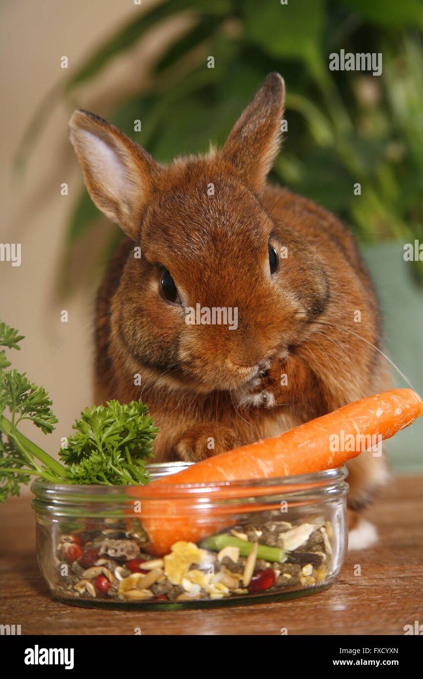 Rabbits eating plants hires stock photography and images Alamy