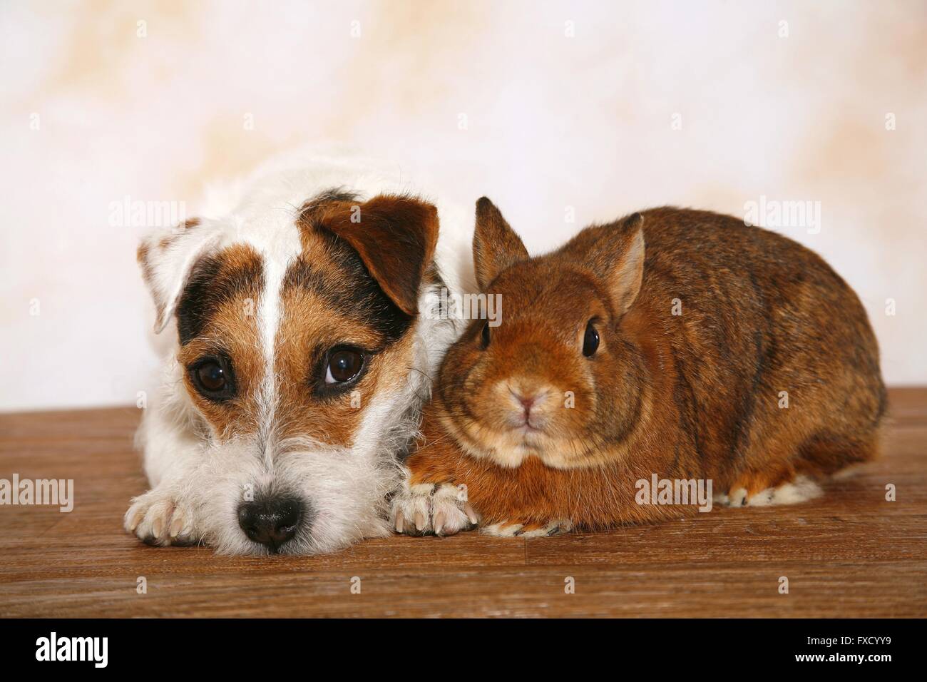 Parson Russell Terrier and rabbit Stock Photo - Alamy
