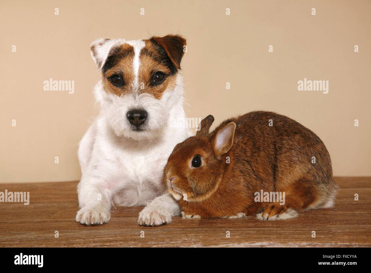 Parson Russell Terrier and rabbit Stock Photo - Alamy