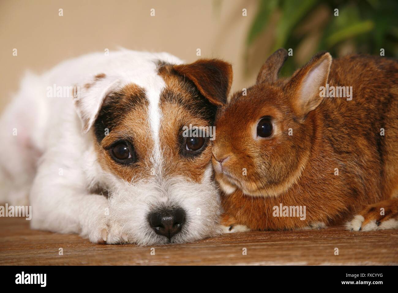 Parson Russell Terrier and rabbit Stock Photo - Alamy