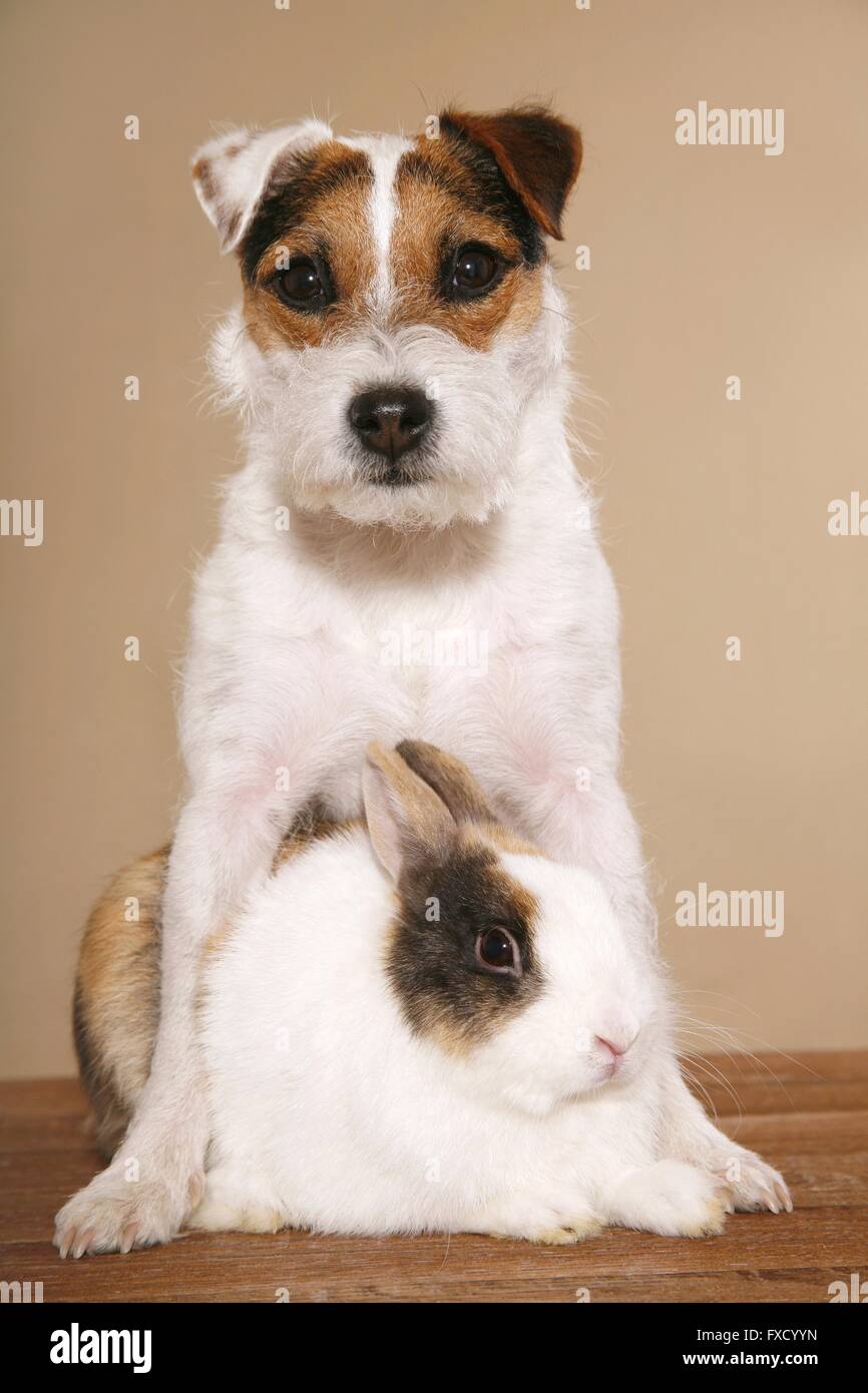 Parson Russell Terrier and rabbit Stock Photo - Alamy