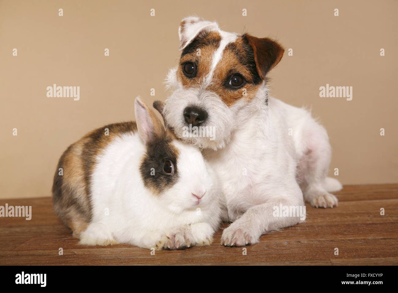 Parson Russell Terrier and rabbit Stock Photo - Alamy