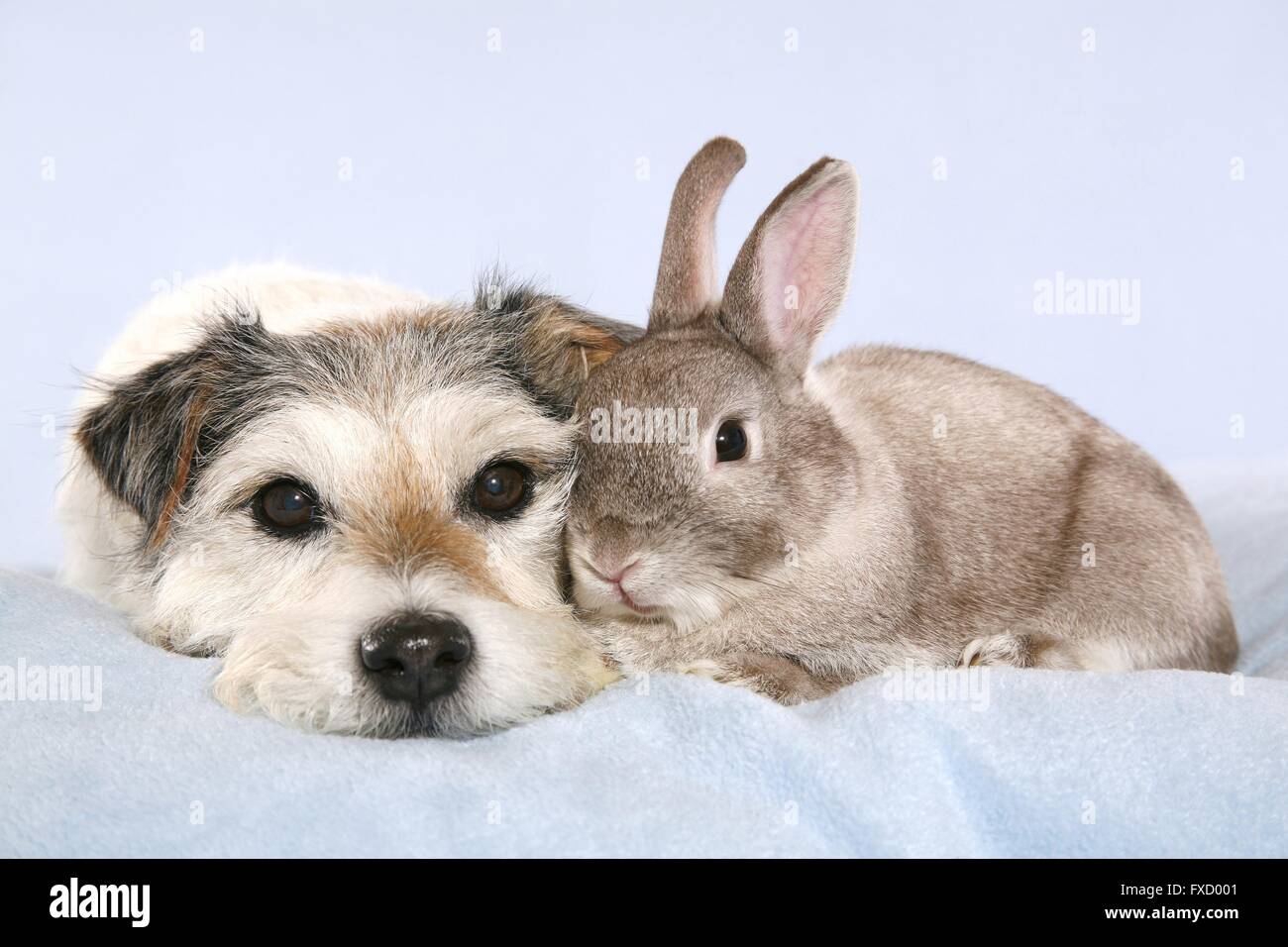 Parson Russell Terrier and rabbit Stock Photo - Alamy