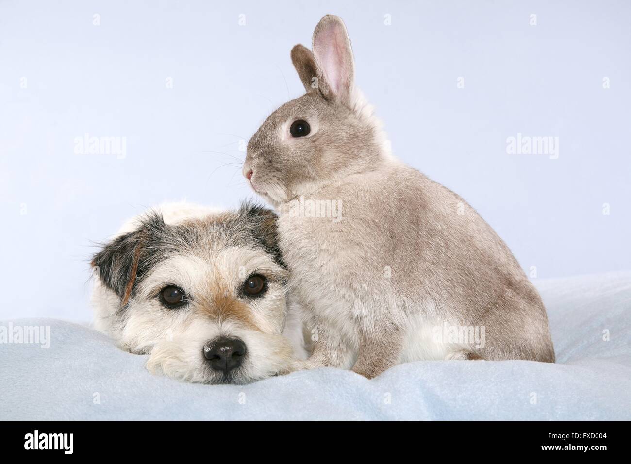 Parson Russell Terrier and rabbit Stock Photo - Alamy