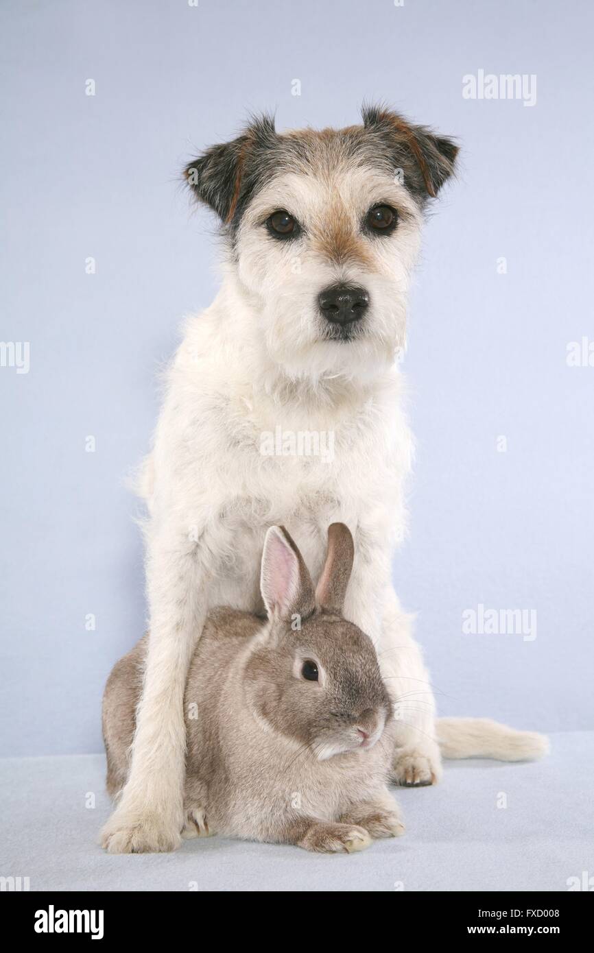 Parson Russell Terrier and rabbit Stock Photo - Alamy