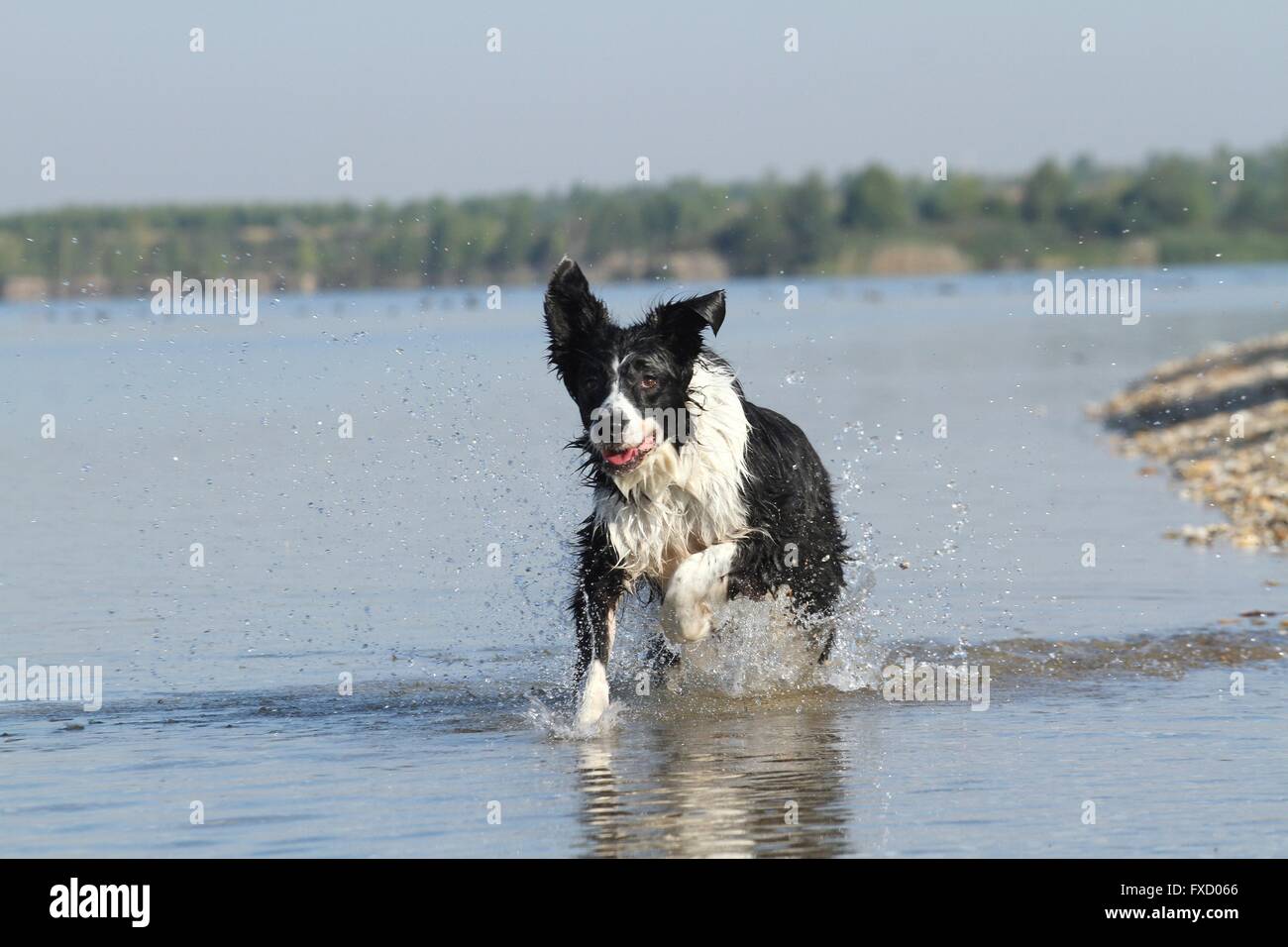 running Border Collie Stock Photo - Alamy