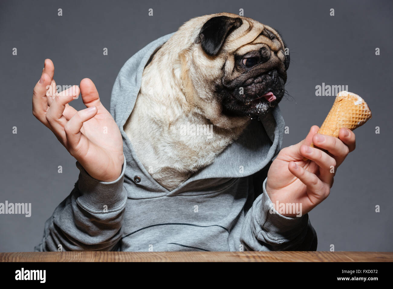 Funny pug hi res stock photography and images Alamy