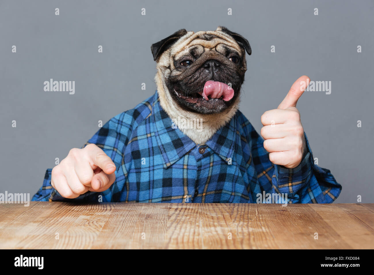 Funny pug dog with man hands in checkered shirt pointing on you and showing thimbs up over grey background Stock Photo
