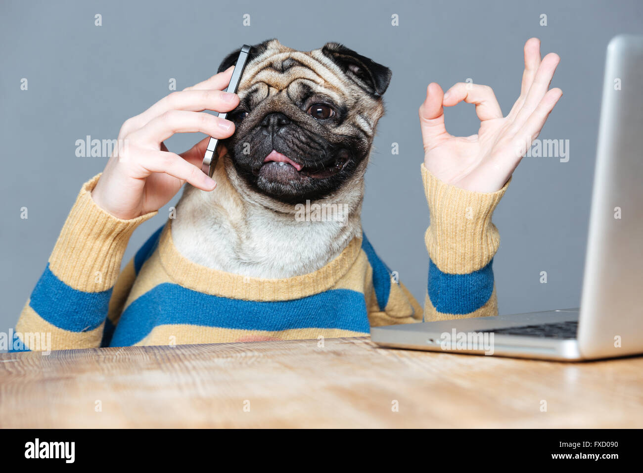 Happy man with pug dog head talking on cell phone and showing ok sign over grey background Stock Photo