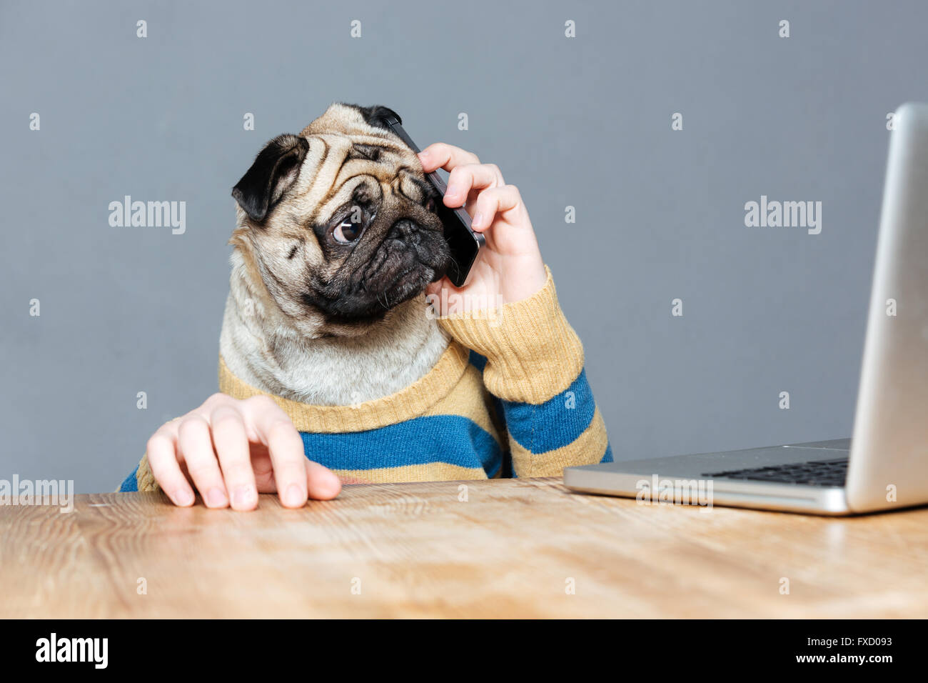 Amazed man with pug dog head talking on mobile phone and using laptop over grey background Stock Photo