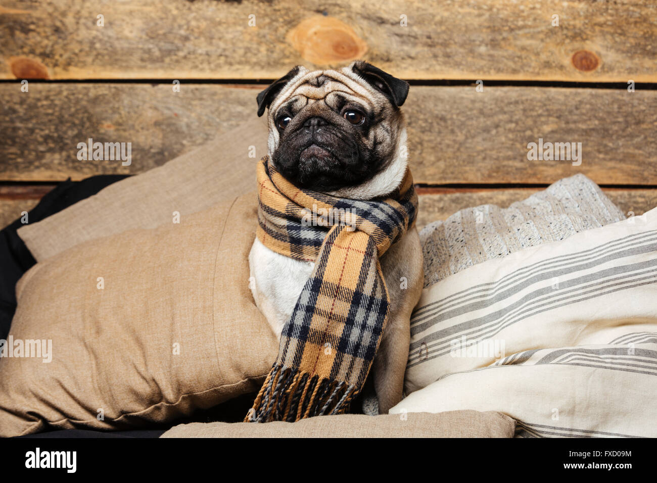 Cute pug dog in checkered scarf sitting on pillows on wooden background Stock Photo