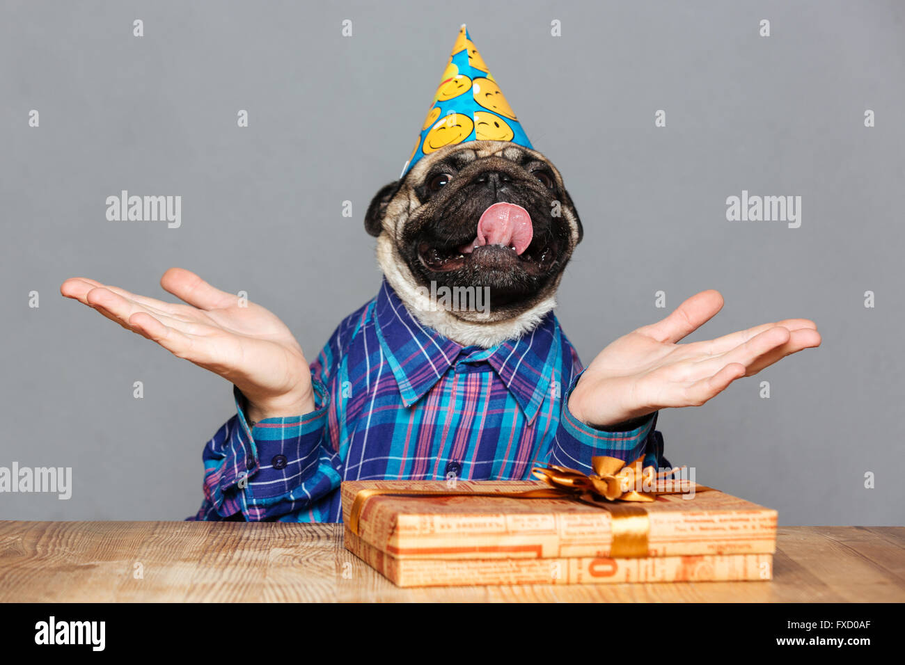 Adorable man with pug dog head in birthday hat holding copyspace on palms over grey background Stock Photo