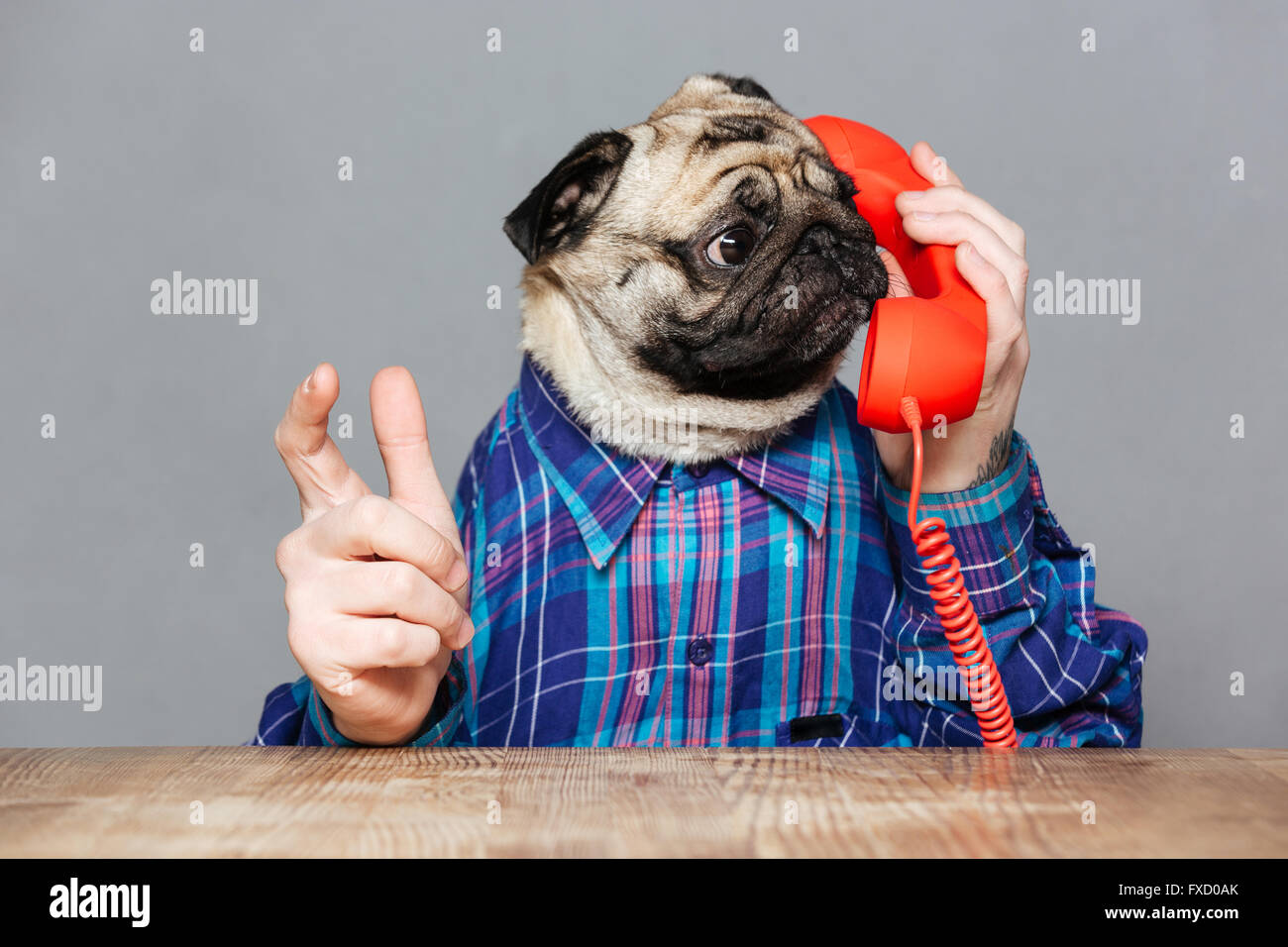 Amazed man with pug dog head in checkered shirt talking on telephone over grey background Stock Photo