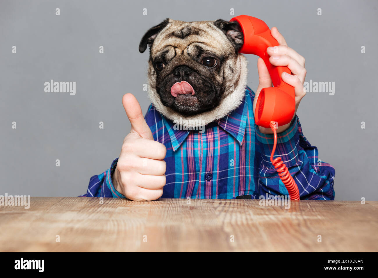 Funny pug dog with man hands in checkered shirt talking on telephone and showing thumbs up over grey background Stock Photo