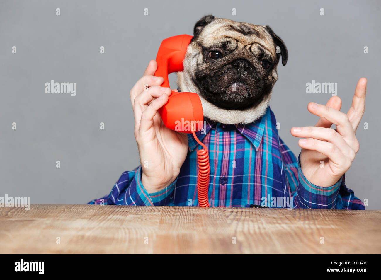 Serious man with pug dog head in checkered shirt talking on telephone over grey background Stock Photo