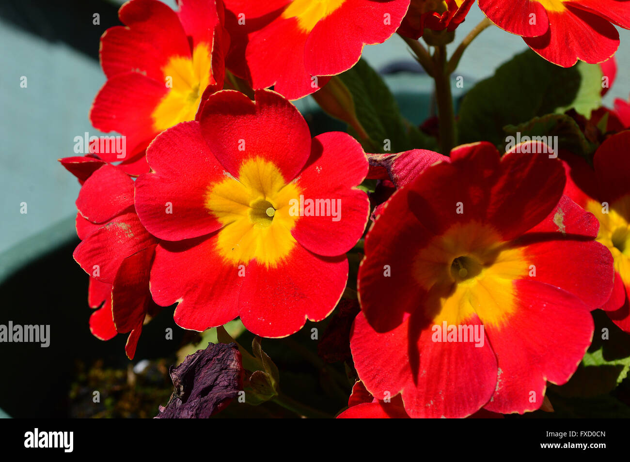 A cluster of red Polyanthus flowers Stock Photo Alamy