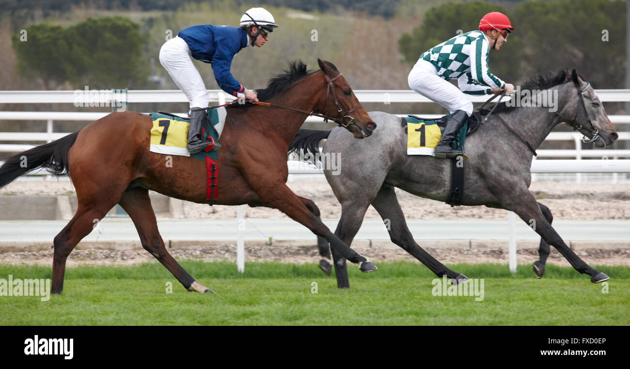 Race horses and jockeys running in the track. Horizontal format Stock ...