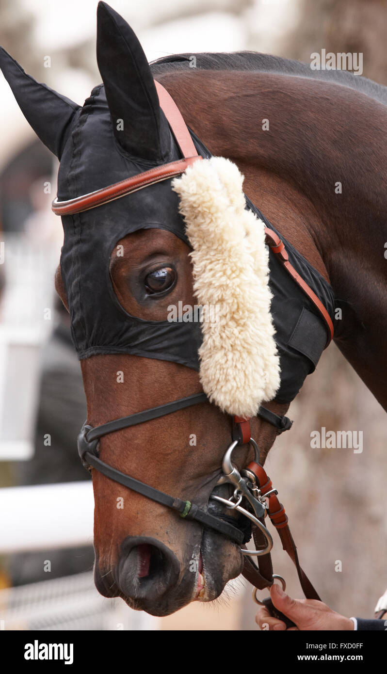 Race horse head ready to run. Vertical format Stock Photo