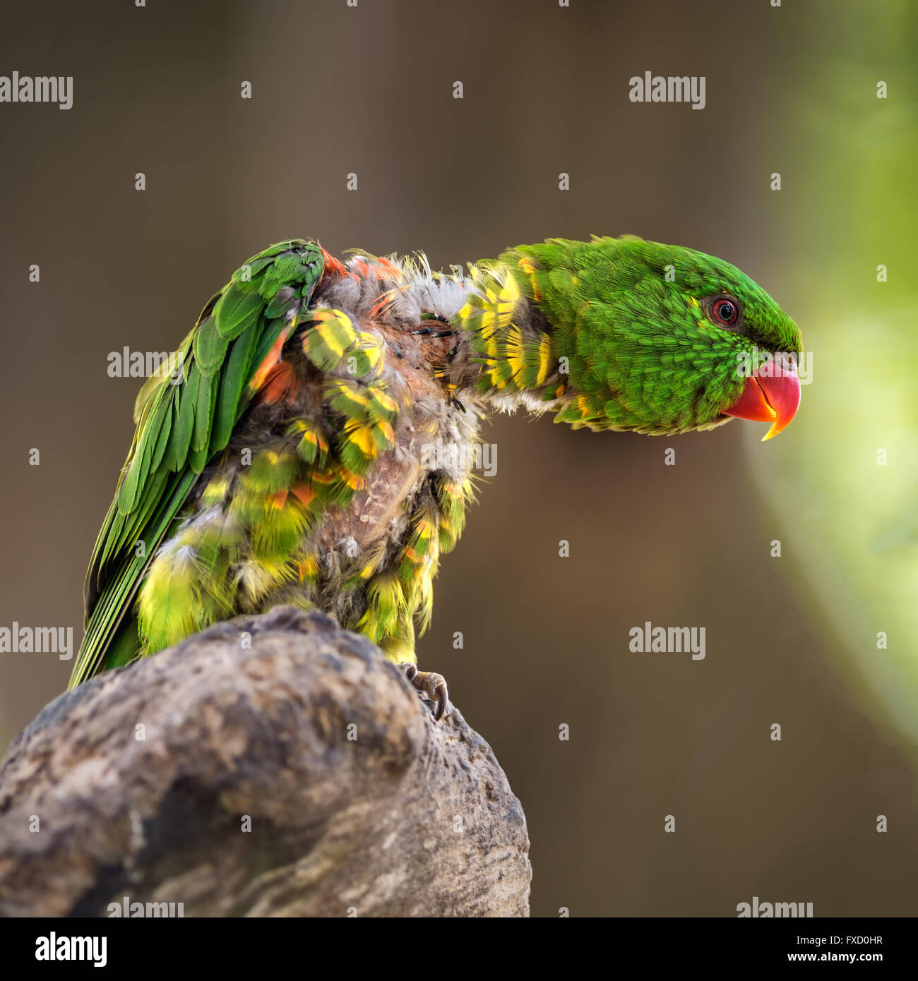 Portrait of  scaly-breasted lorikeet (Trichoglossus chlorolepidotus). Other names include the Gold and Green Lorikeet, Greenie, Stock Photo
