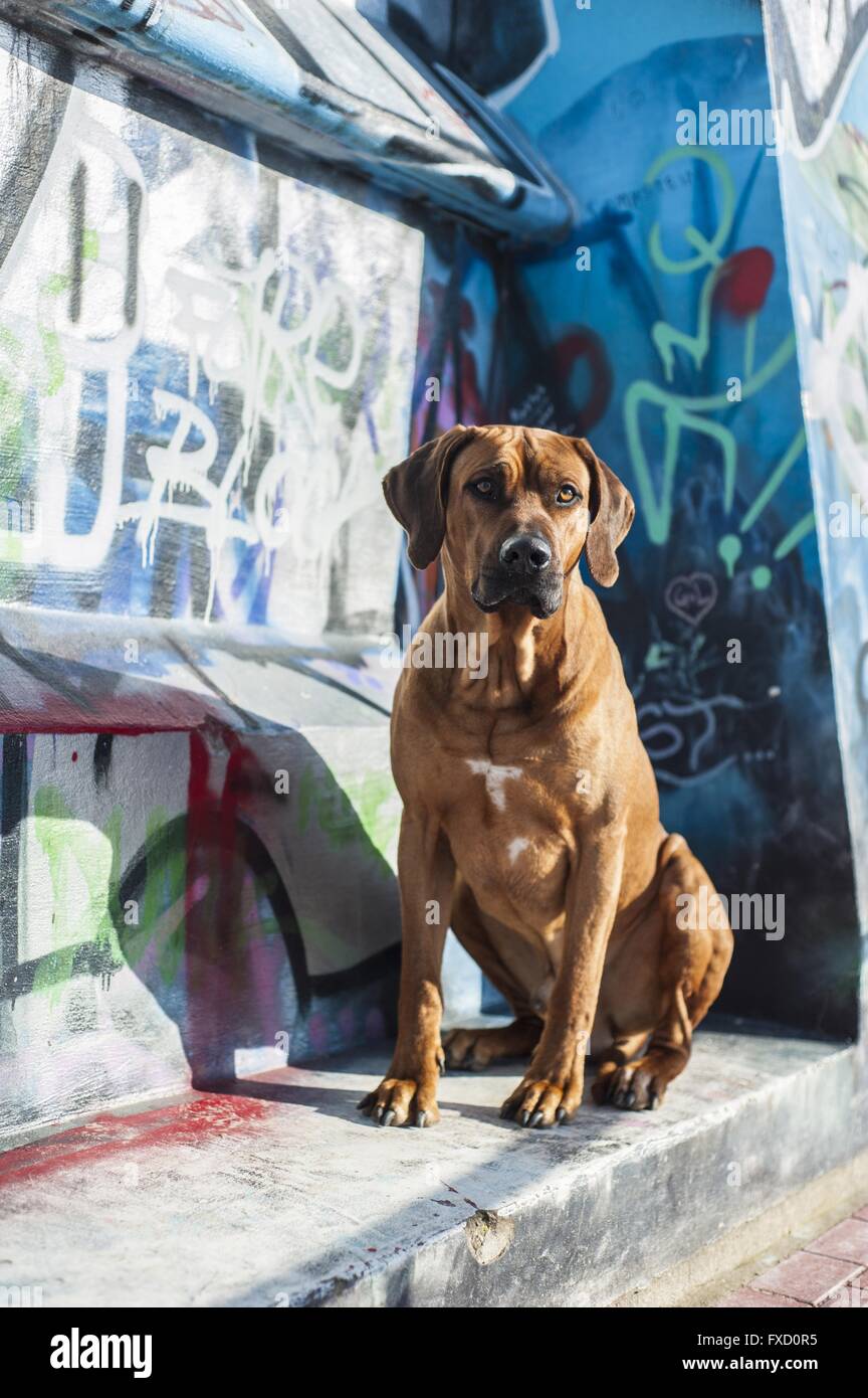 Sitting African Rhodesian Ridgeback sitting Rhodesian Ridgeback Stock Photo - Alamy