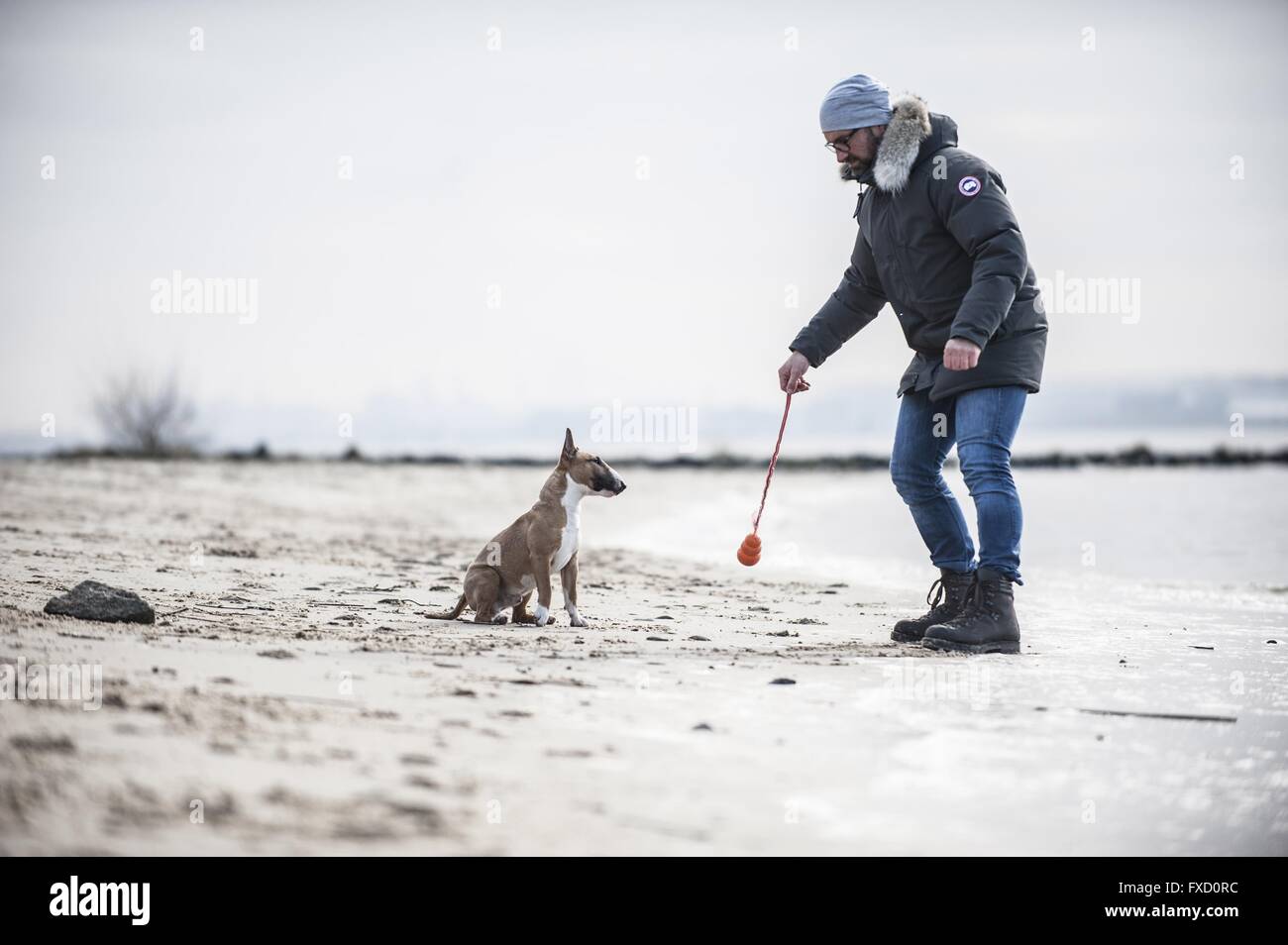 Man and Miniature Bull Terrier Stock Photo