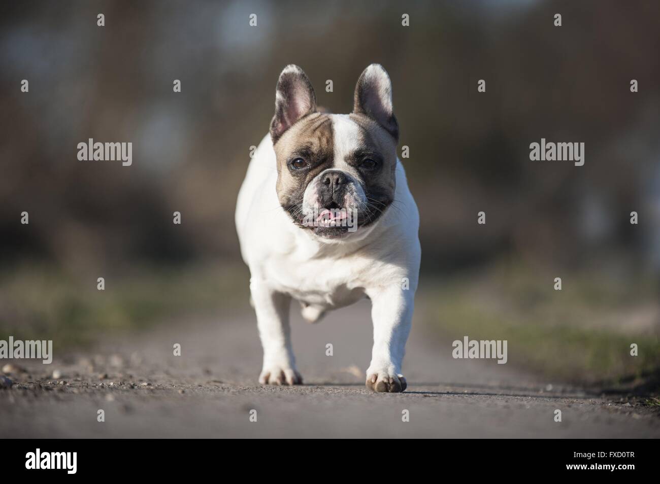 walking French Bulldog Stock Photo Alamy