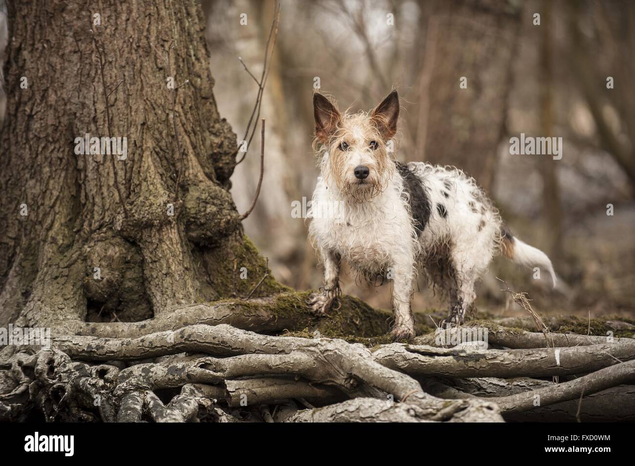 mongrel Stock Photo