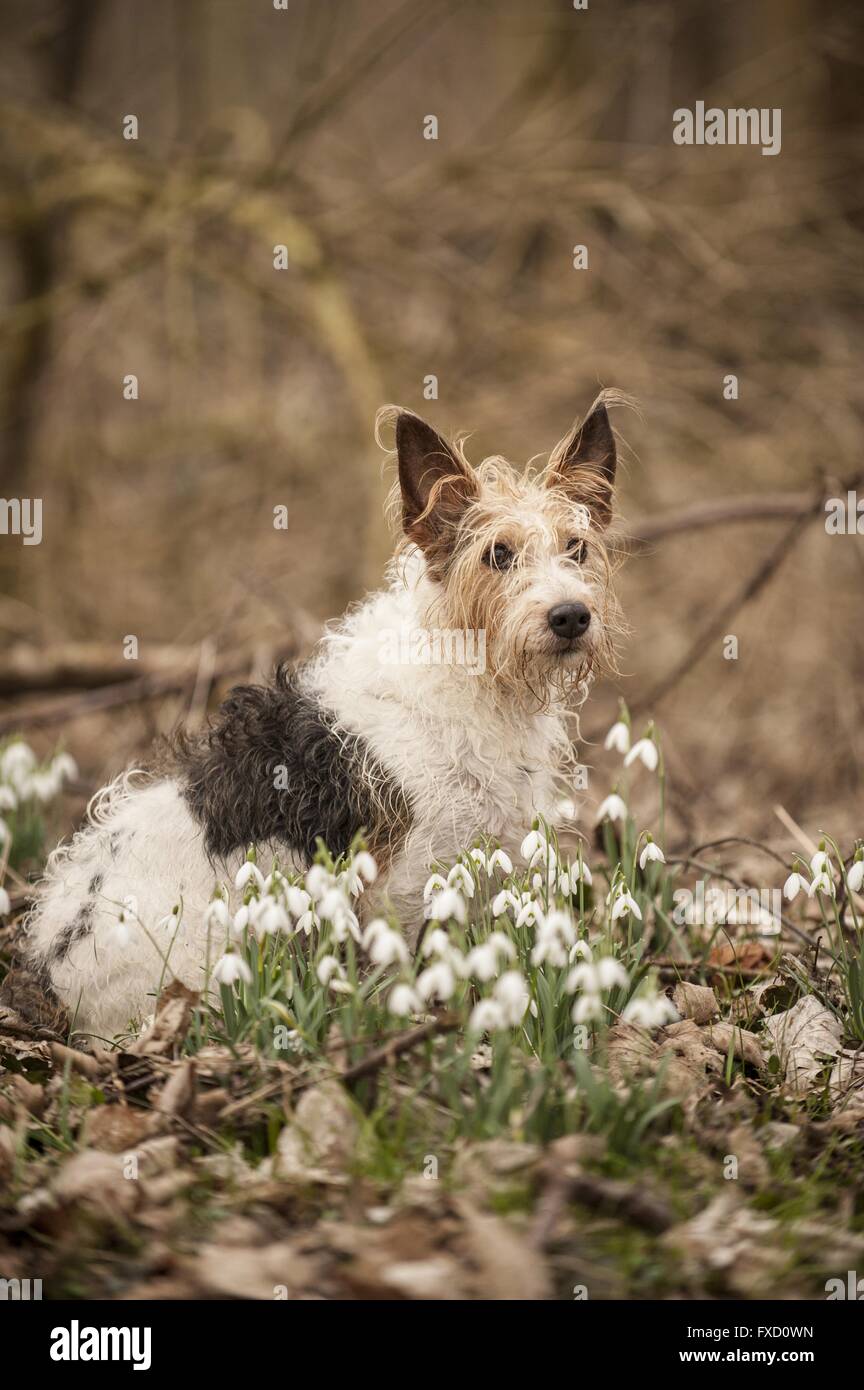 sitting mongrel Stock Photo