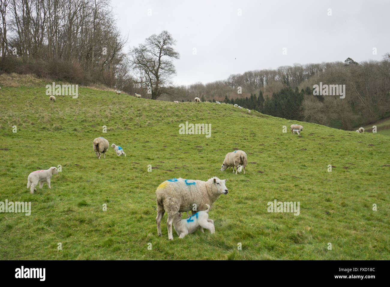 Sheep farm and lambs in lambing season in the Spring. Somerset, England ...