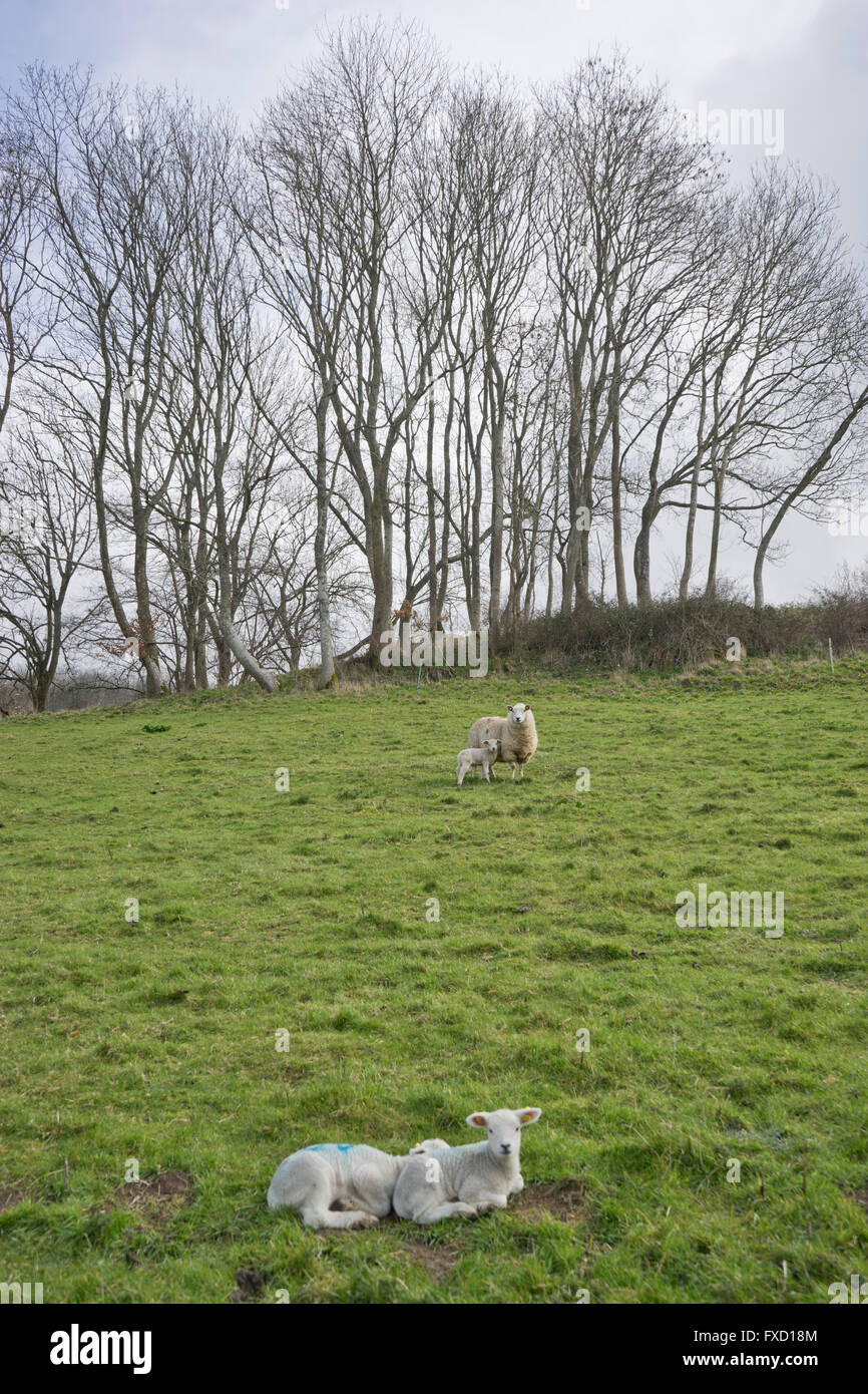 Sheep farm and lambs in lambing season in the Spring. Somerset, England ...