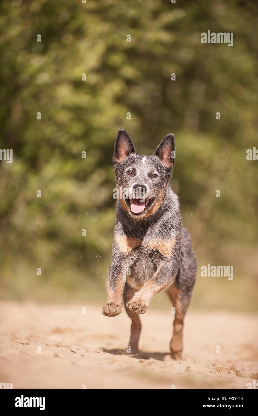 running Australian Cattle Dog Stock Photo - Alamy
