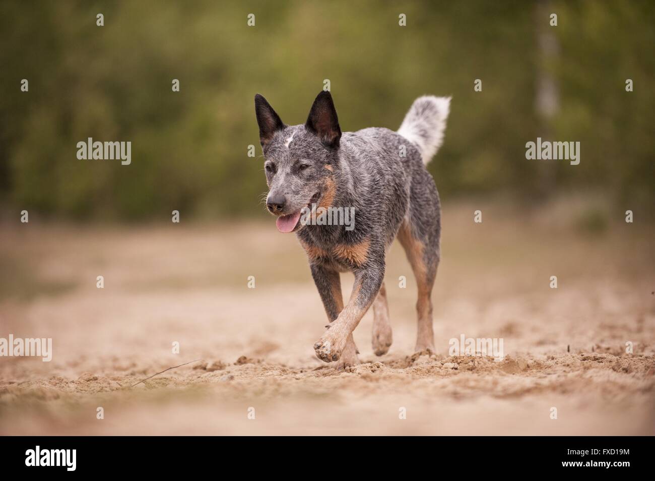 walking Australian Cattle Dog Stock Photo Alamy