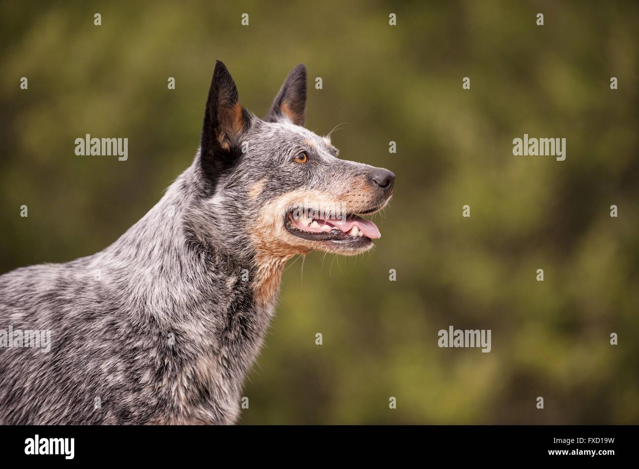 Australian Cattle Dog Portrait Stock Photo