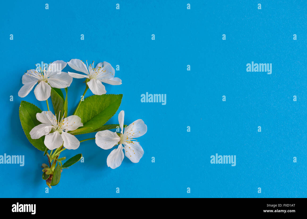 Spring cherry flowers on blue background Stock Photo