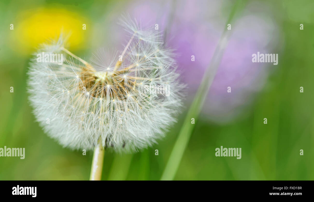 Dandelion close up isolated in spring garden Stock Photo