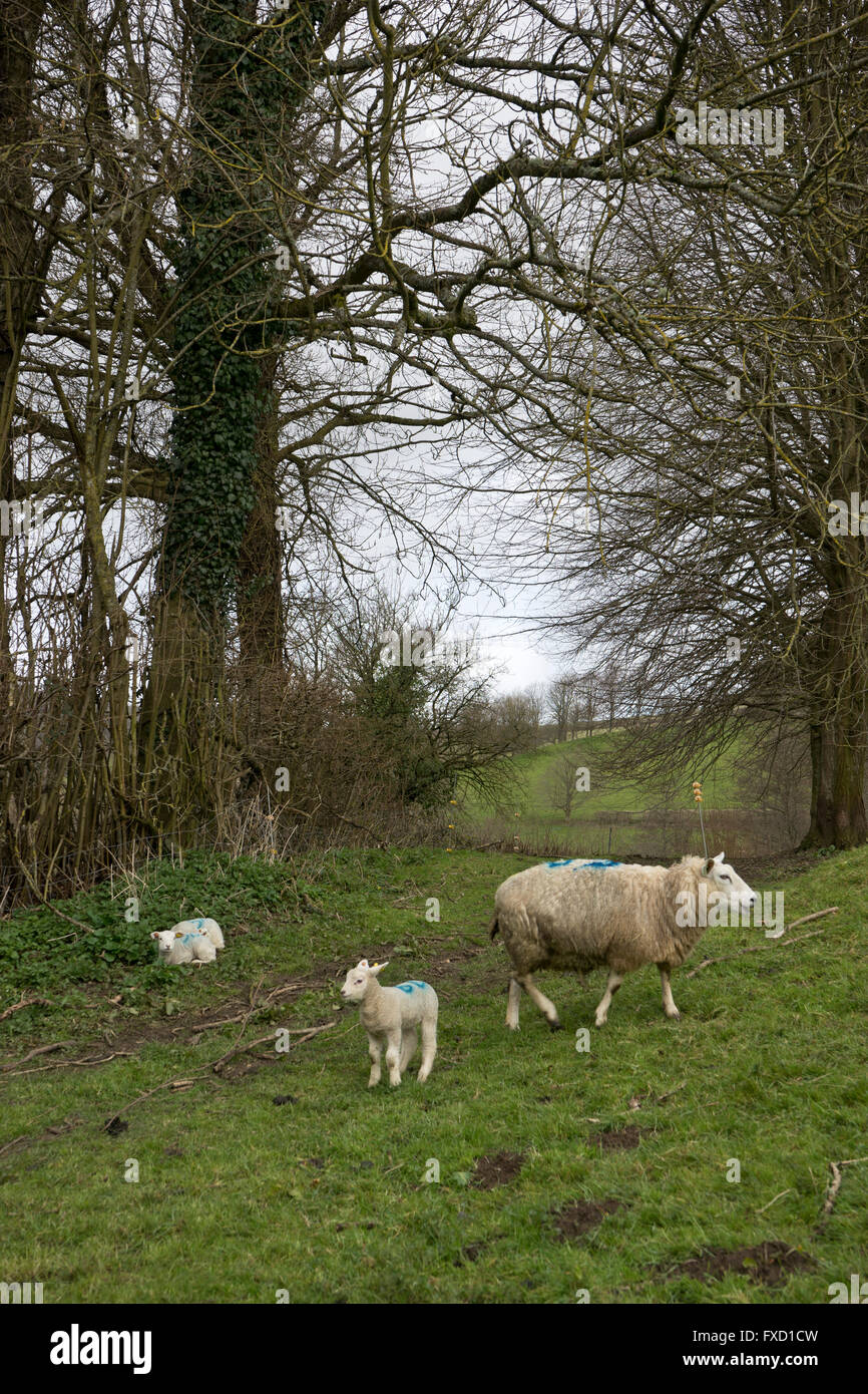 Sheep farm and lambs in lambing season in the Spring. Somerset, England ...
