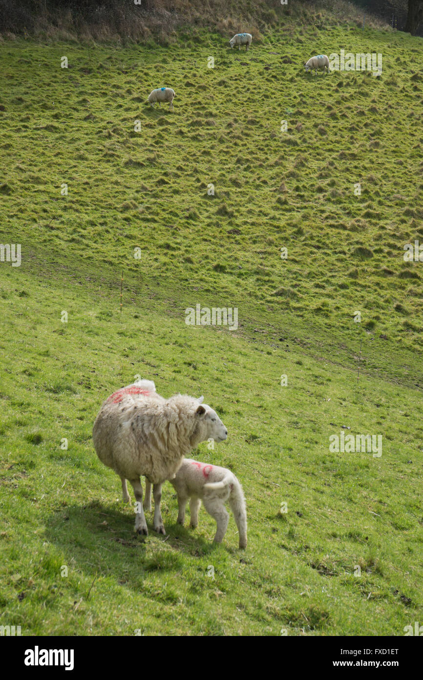 Sheep farm and lambs in lambing season in the Spring. Somerset, England ...