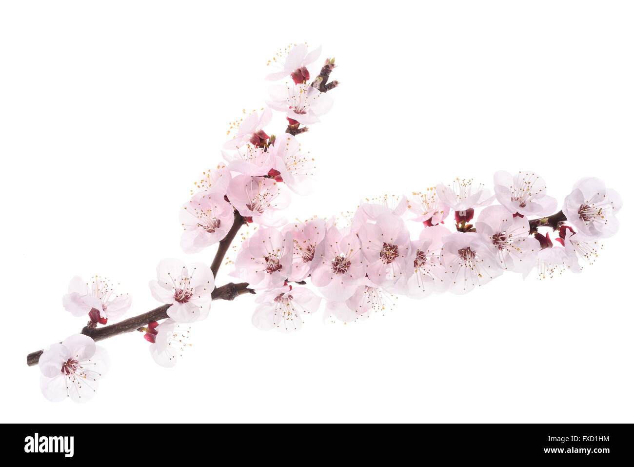 apricot branch with flowers isolated on white Stock Photo